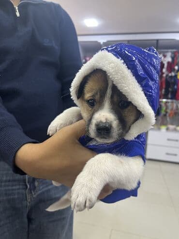 ev iti balaca: Спасли собаку с улицы месяц назад. Собака очень веселая, подвижная — 5