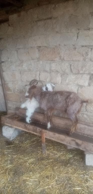 ereb kecisi: Salam anabala saglam arpa yonca yeyen heyvanlardı real alıcılar zeng — 4