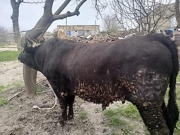 Kök bordaq Erkey danalardı Qurbanlıqa isdəyən əlaqə saxlasın Qapıda — 1
