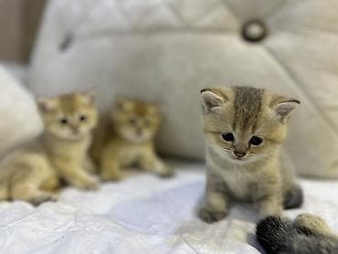 pişiy: Britan — 8