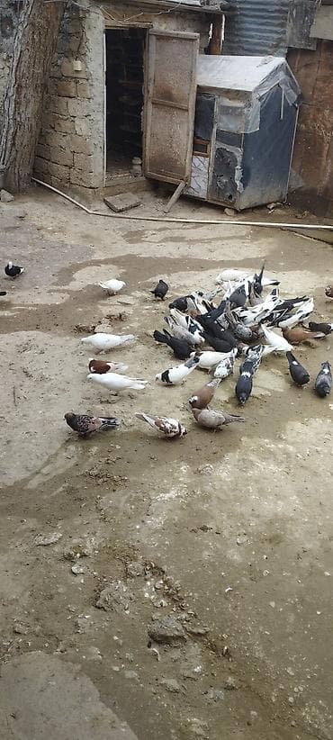 göyərçin üzükləri: Məhsul: Ev göyərçinləri (qarışıq rəng və cinslər) Təsvir: - — 6