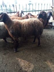 Коровы, быки: Elan başlığı: 7 boğaz qoyun satılır Təsvir: - 7 ədəd boğaz (hamilə) — 14