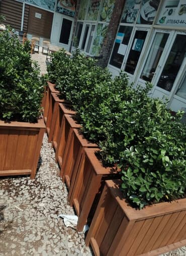 Çöl bitkiləri: 100x30x55 dipcek Bitki elave hesablanir Bitkinin hundurluyu 60-70sm — 2