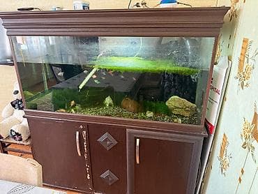 Quşlar: Böyük həcmli akvarium komplekti – şkaflı 500_litir su həcimi şüşənin — 4