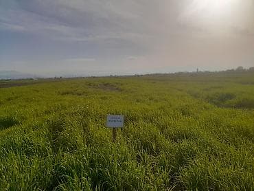 sabuncu rayonunda evler: Kənd təsərrüfatı — 4