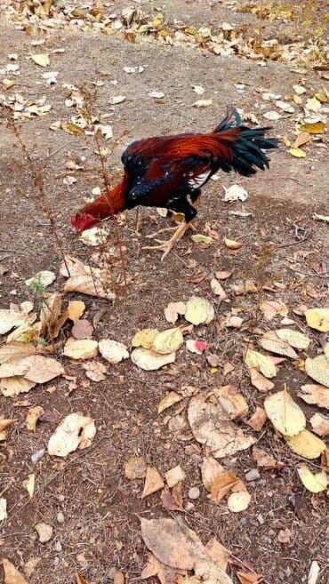 Atlar: Heyrati bece satilir hundur axir cekili bece olacaq isdeyen elaqa — 1