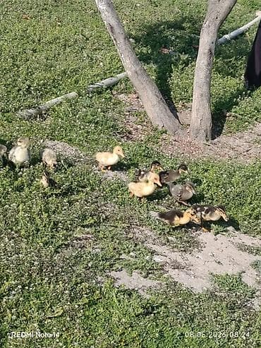 eşşək sudu satışı: Pekin qışqıran ördəklər və qaz balalari.12gunlukduler.dermasiz — 9
