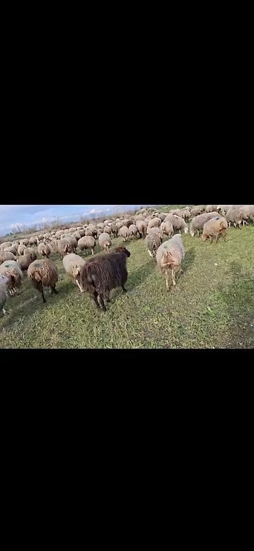 8 Aprel 2026. 400 bas boğaz şişəklər Satışa çıxarıldı sürü Əlim lalafo.az -da 8 Aprel 2026. 400 bas boğaz şişəklər Satışa çıxarıldı sürü Əlim