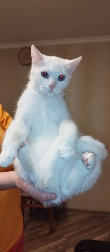 maraqli pişik adları: Dişi, Yaxşı əllərə, Ünvandan götürmə — 1