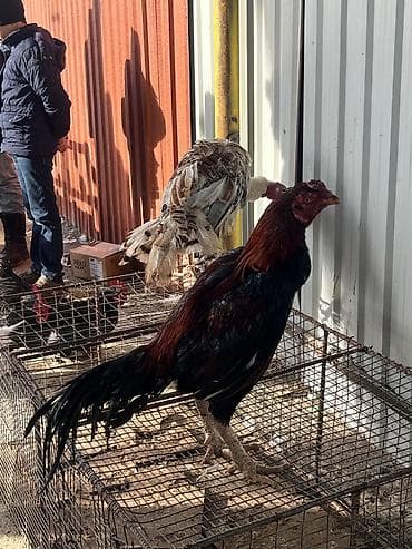 Mal: Xoruz (iri cins) Təsvir: - Boyu hündür, güclü skeletli, uzun