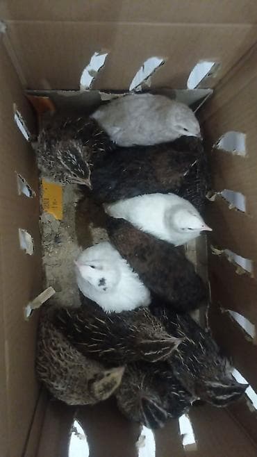 çin aslani: Məhsul: Bildircin və bildircin məhsulları - Cins: Yumurtacı və ətlik — 6