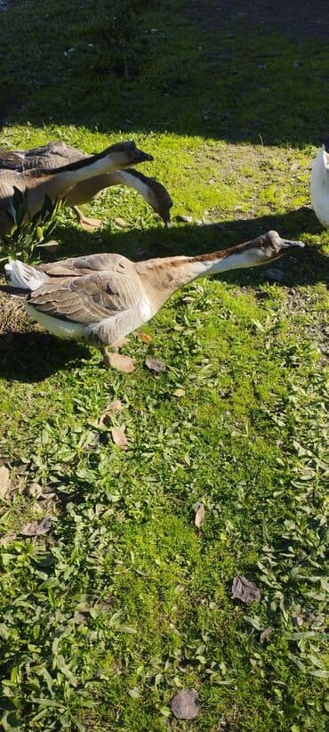 en cox sud veren inekler: Erkək, Damazlıq, Ödənişli çatdırılma — 3