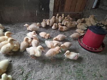 danisan qus: Pekin ordek balalari 20 qunlukduler ətlik yumurtaçı xəttlərdən — 9