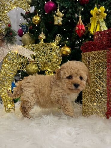 Птицы: Пудель — 3