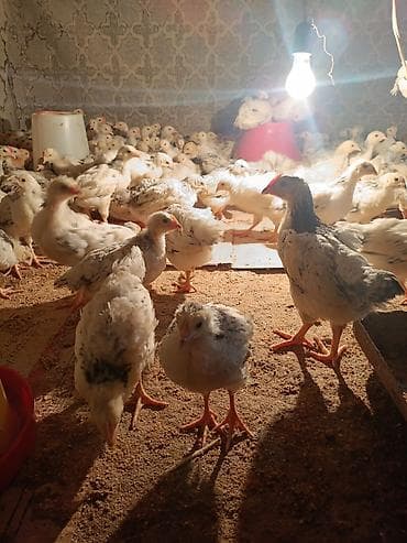 quş xana: Toyuq cücələri, Ətlik, Ünvandan götürmə — 8