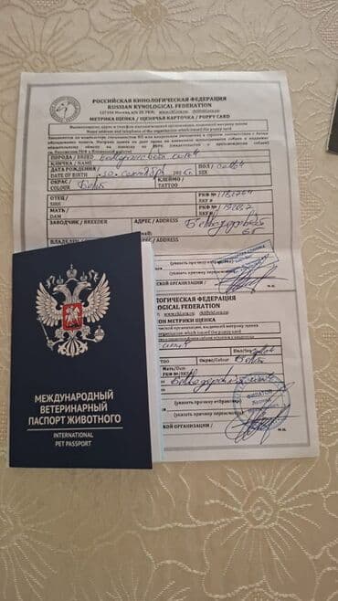 Lüğətlər: Şpitz, 3 ay, Erkek — 5