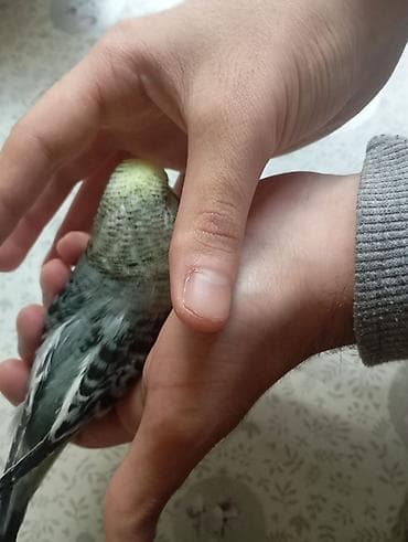 böyük papuqay: Çex tutuquşu balaları ay yarımlıqdırlar təcili satıldığına görə bu — 7