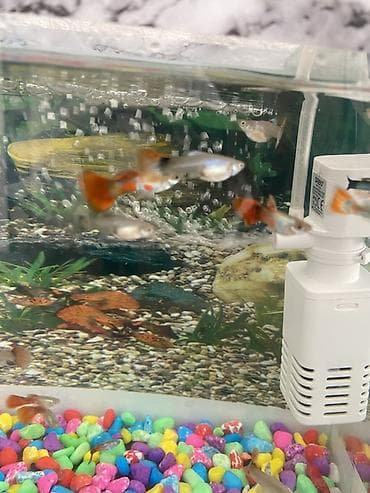 baliq levazimatlari satisi: Yumru akvarium, Balıqlarla birlikdə, 1 l, Ünvandan götürmə, Ödənişli çatdırılma — 2