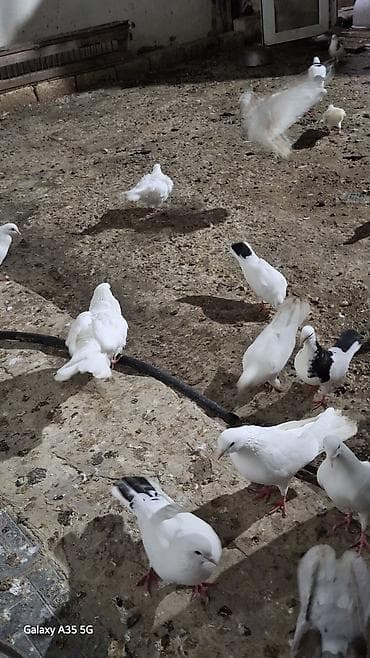 quş adları: Ev göyərçinləri – müxtəlif rəng kombinasiyaları - Ağ, ağ-qara və — 1