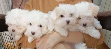 Çəngəllər: Maltipoo balaları - Cins: Maltipoo (Maltese x Poodle qarışığı) - — 1