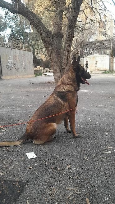 coban itləri: Belçika çoban iti — 2