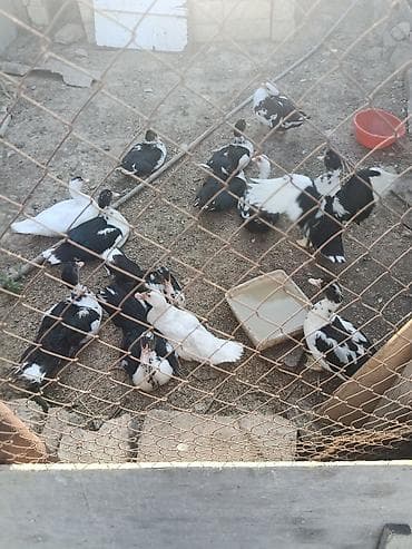 Digər quşlar: Cəkisi 2 kilo,3 ayliq heyavndi,damazliq ucun,butun dermanlari — 3