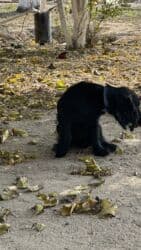 azerbaycan it adlari erkek: Koker spaniyel, 1 il, Erkek, Peyvəndli, Ödənişli çatdırılma — 3