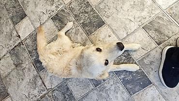 it xaski: Retriever, 5 ay, Erkek, Peyvəndli, Ünvandan götürmə — 4
