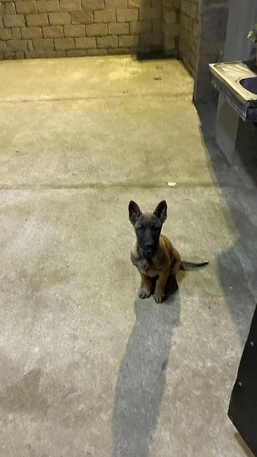 ovcharka balasi satilir: Belçika çoban iti, 4 ay, Erkek, Peyvəndli, Ödənişli çatdırılma — 4