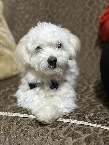 çin aslanı: Malta bolonka, 9 ay, Erkek, Ünvandan götürmə — 1