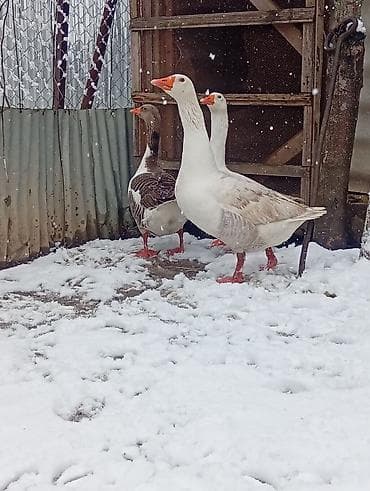 Gorduyunuz yerli iri qazlar satilir,qiymey sondu,esl damazliq