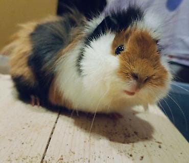 Heyvan paroda heyvandı ( Shiba Ginepig ) təki 150 azn sağlamlığına və — 4