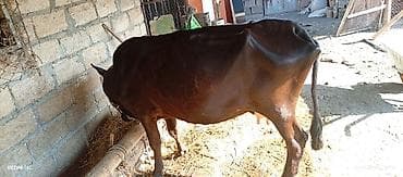 cücə və xoruz: Təmiz saglam sudlik bogaz cins inək satilir. 5 ci qarina bogazdir. 5 — 2