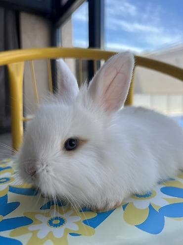 canaqlı heyvanlar: 🐰 1 aylıq Safqan Holland Lop balası satılır ✅ 1 aylıqdır ✅ Safqan — 2