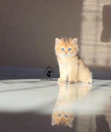 british cat: Britan, Erkək — 2