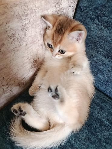 it pişik: Şotland — 4