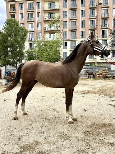 Erkək, il: 2, Ünvandan götürmə, Pulsuz çatdırılma, Ödənişli çatdırılma