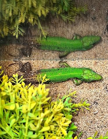 Quşlar: Yaşıl Cayman Kərtənkələsi (Caiman lizard) – ekzotik terrarium heyvanı — 1