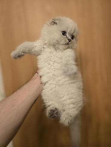 шиншилла кошка: Şotland yasti qulaq colir point erkey bala satişdadi.Fevralin 1 i — 8