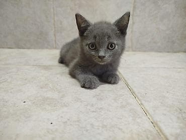 cutlesdirmek ucun pisik: Şotland yastı qulaq — 3