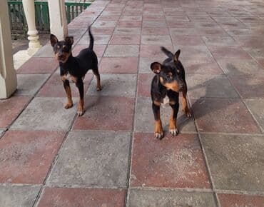 Akvariumlar: Miniatür pinçer — 2