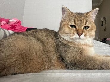 pişik tualet: Dişi, Ünvandan götürmə, Pulsuz çatdırılma, Ödənişli çatdırılma — 3