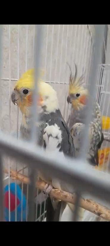 tutuqusu: Popugaylar 2ədəd qəfəslə birlikdə satılır. Son qiymət 70 manatdır — 3