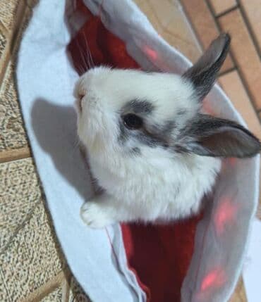 Salam.bayramin en gozel hediyyesinden biri şirin heyvanlar ile