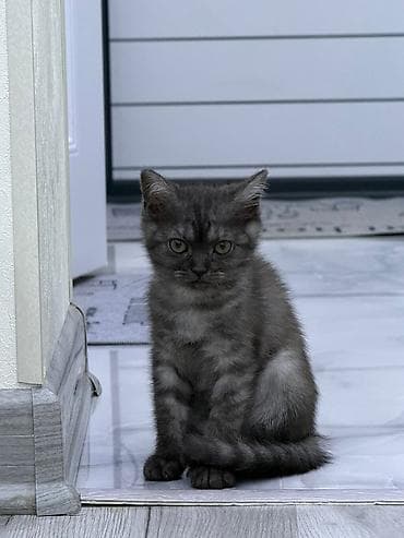 1 azn pişik: Britan — 5