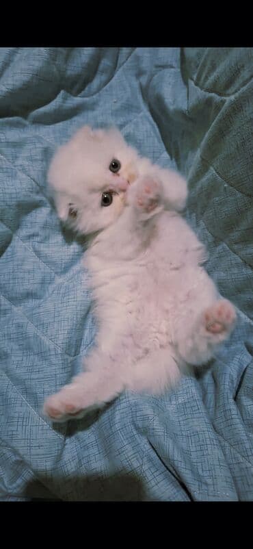 belçika çoban iti: Şinşilla, Dişi — 6