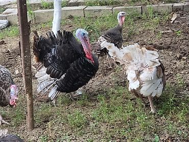 Hinduşka balaları və damazlıqvə ətlik 6-8kilo ət veren hinduşkalar — 3
