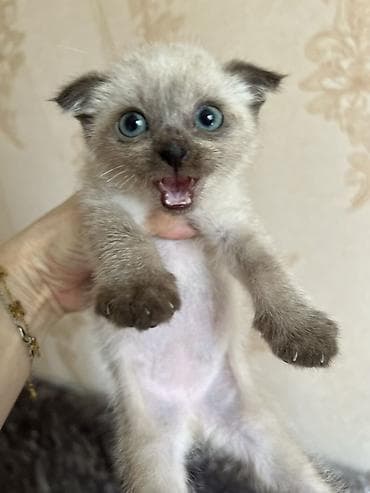 canlı yem: Siam — 4