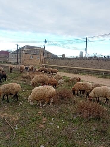 K/t heyvanları üçün mallar: Məhsul: Qoyun 22 baş boğaz — 3