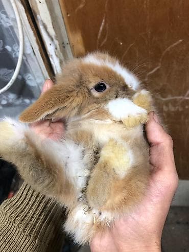 Heyvanlar: 4 eded Qulaqi Sallag dekorativ karlik dovsan evde saxlamali — 4